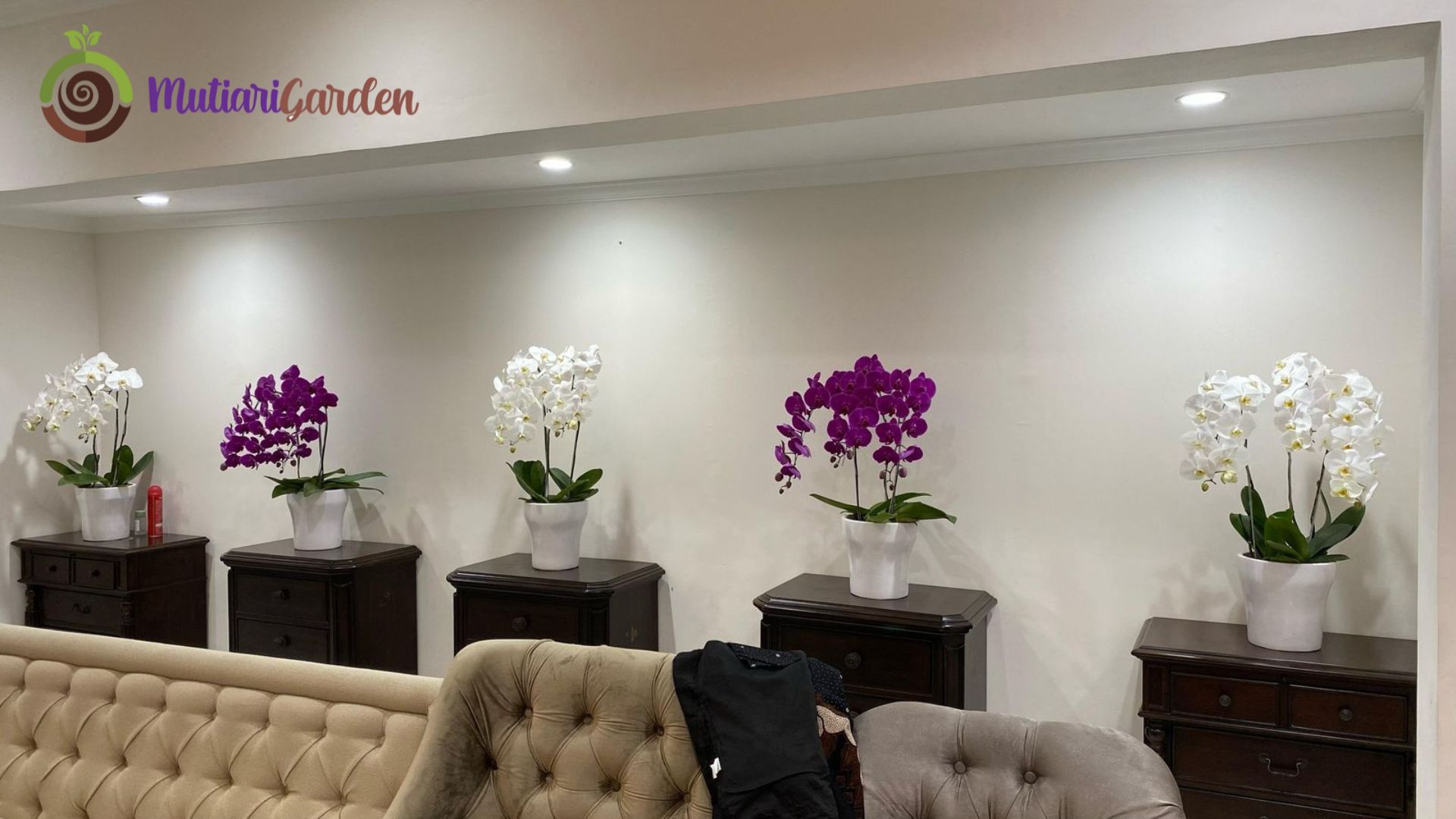 Sewa Bunga Anggrek Bulan