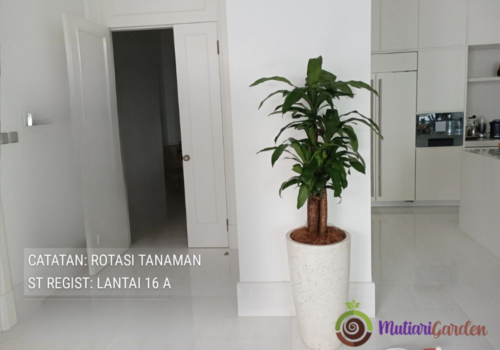 sewa tanaman hias lantai untuk kantor